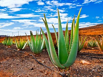Zdjęcie kierunku: Fuerteventura